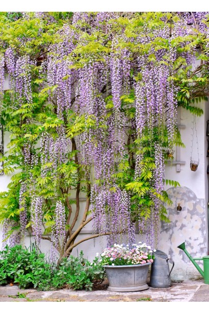 Глициния/Вистерия японская `Мультижуга` у стены